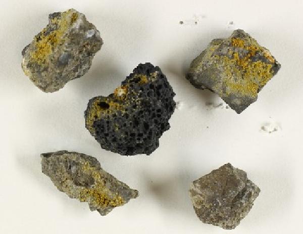 Austroplaca darbishirei (C.W. Dodge & G.E. Baker) Søchting, Frödén & Arup