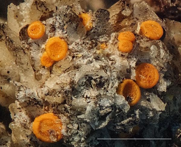 Austroplaca sibirica (H. Magn.) Søchting & Arup