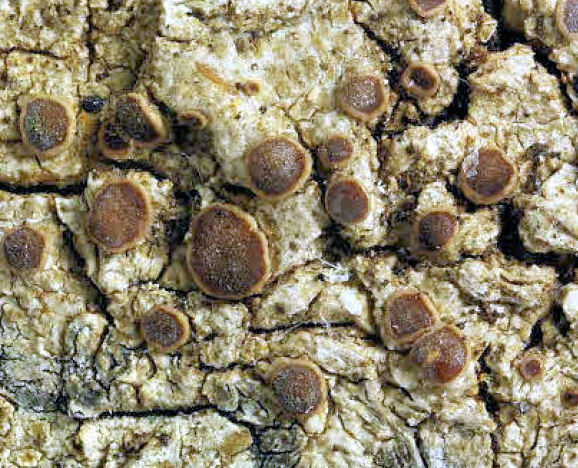 Obscuroplaca ochrolechioides (S.Y. Kondr. & Kärnefelt) Søchting & Bungartz