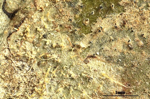 Adelphomyces cochlearifer (Lücking & Sérus.) Xavier-Leite, M. Cáceres & Lücking