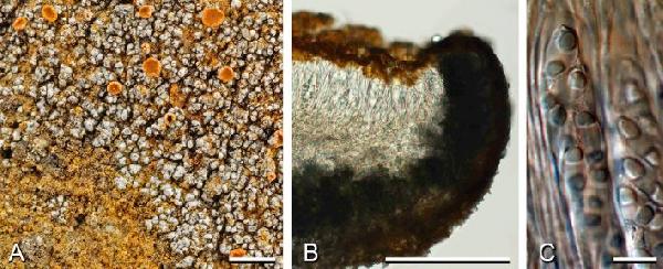 Oceanoplaca chemoisidiosa Søchting & Bungartz