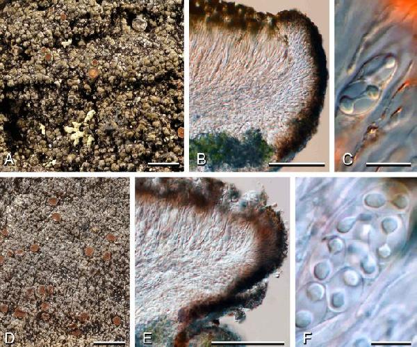 Oceanoplaca sideritoides Søchting & Bungartz
