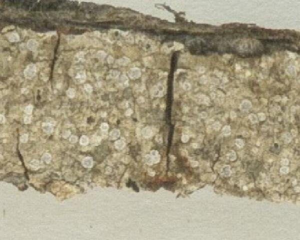 Ocellomma rediuntum (Stizenb. ex Hasse) Kantvilas, Gueidan & Tehler