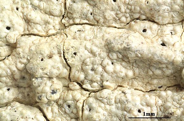 Ocellularia antillensis Hale