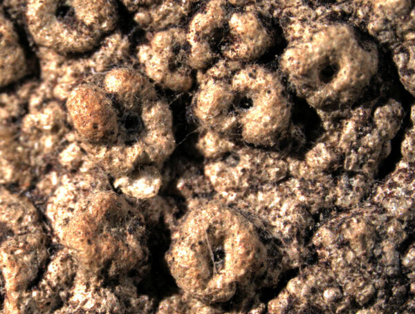 Ocellularia arecae (Vain.) Hale