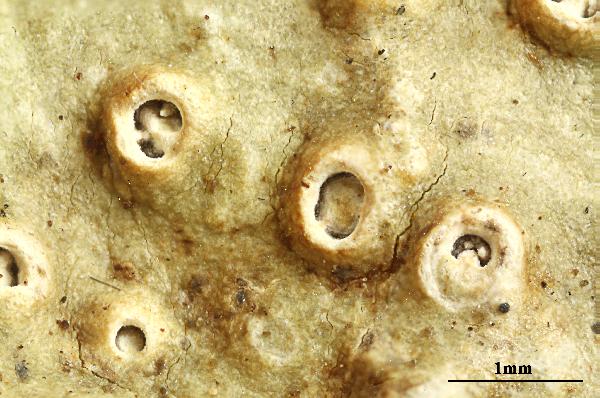 Ocellularia auberianoides (Nyl.) Müll. Arg.