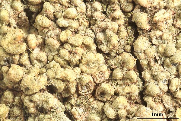 Ocellularia aurulenta Hale