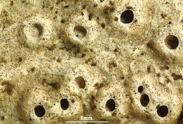 Ocellularia bahiana (Ach.) Frisch