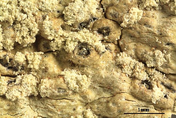 Ocellularia brasiliensis M. Cáceres, Aptroot & Lücking