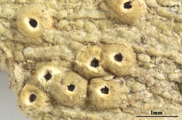 Ocellularia cavata (Ach.) Müll. Arg.