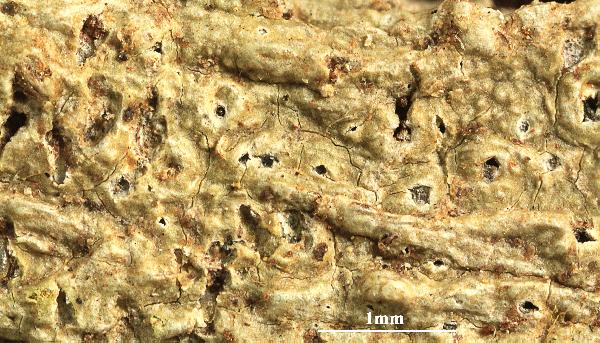 Ocellularia cicra Rivas Plata & Lücking