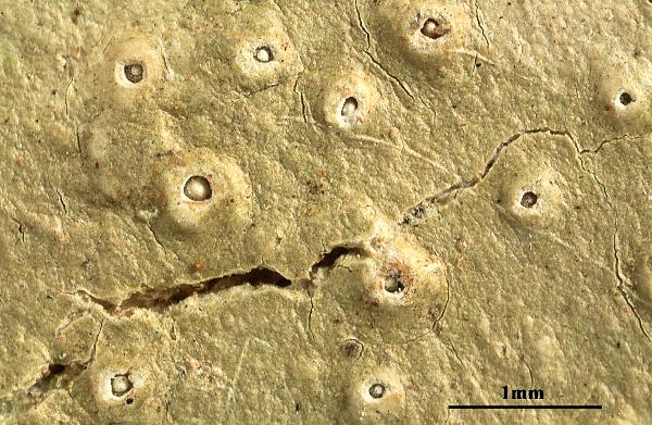 Ocellularia comparabilis (Kremp.) Müll. Arg.