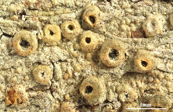 Ocellularia crocea (Kremp.) Overeem & D. Overeem