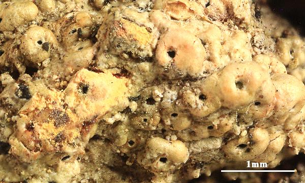 Ocellularia croceoisidiata Sipman