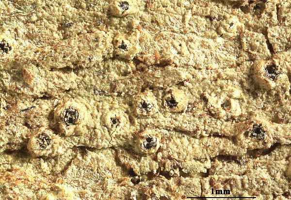 Ocellularia decolorata Hale