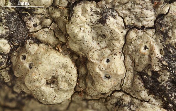 Ocellularia dolichotata (Nyl.) Zahlbr.