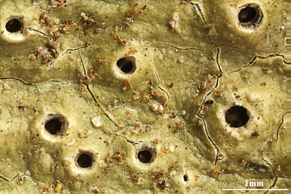 Ocellularia fenestrata Rivas Plata & Lücking