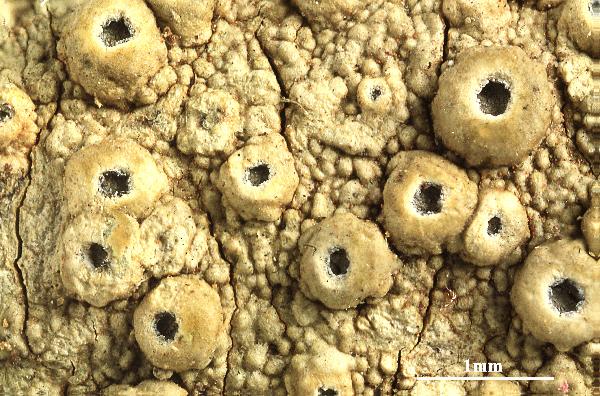 Ocellularia flavoperforata Lücking