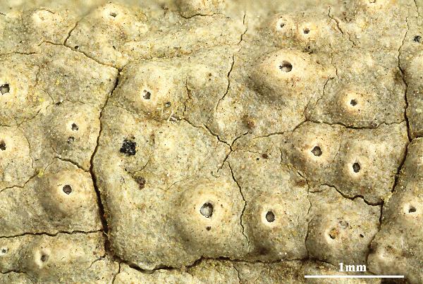 Ocellularia fuscosubmuriformis Aptroot, L.A. Santos, Schumm & M. Cáceres