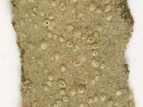 Ocellularia gerardoi Sipman