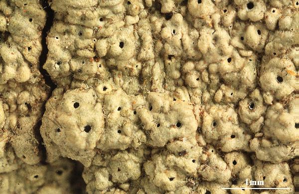 Ocellularia halei M. Cáceres, Aptroot & Lücking