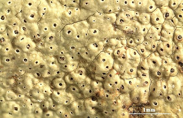 Ocellularia inspersata Kalb & Lücking