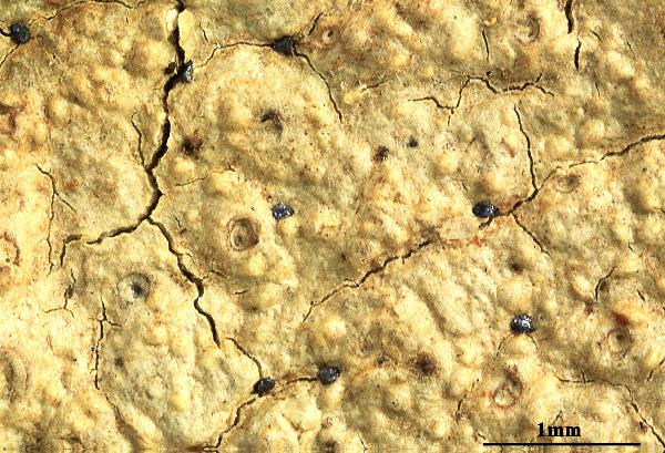 Ocellularia inspersula Lücking & Aptroot