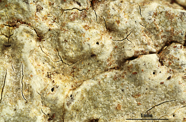 Ocellularia interposita (Nyl.) Hale
