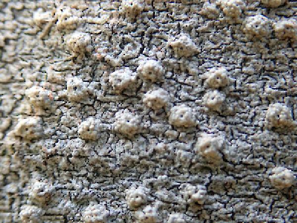 Ocellularia jacinda-arderniae A.J. Marshall, Blanchon, Lücking & de Lange