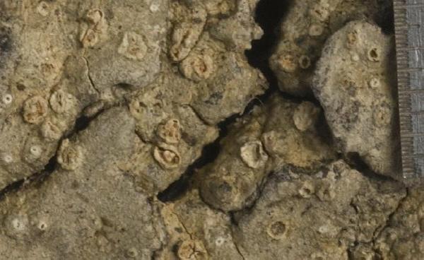 Ocellularia khuntanensis (Homchant. & Coppins) Lumbsch & Papong