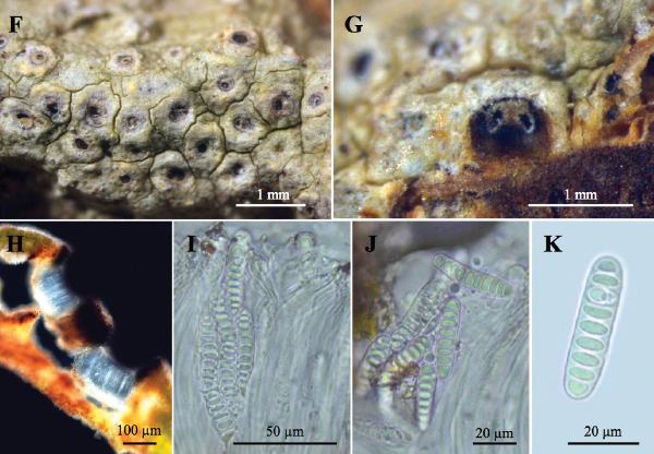 Ocellularia klinhomii Naksuwankul, Lücking & Lumbsch