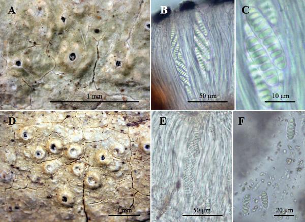 Ocellularia krathingensis Homchant. & Coppins