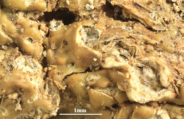 Ocellularia lacerata M. Cáceres, Aptroot & Lücking