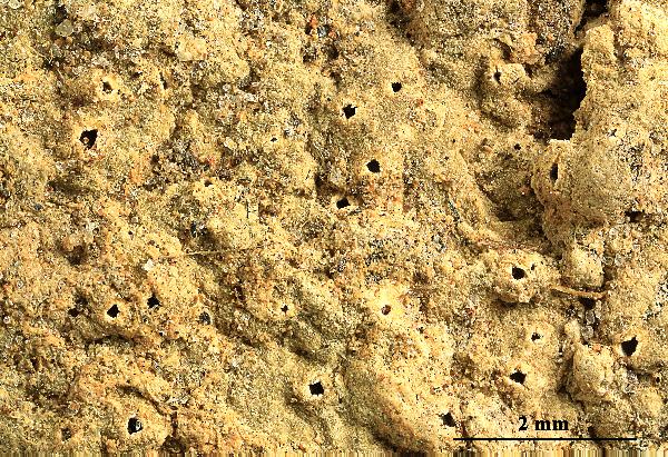 Ocellularia laeviuscula (Nyl.) Kraichak, Lücking & Lumbsch