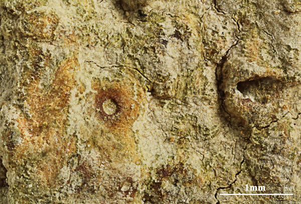 Ocellularia landronii Hale