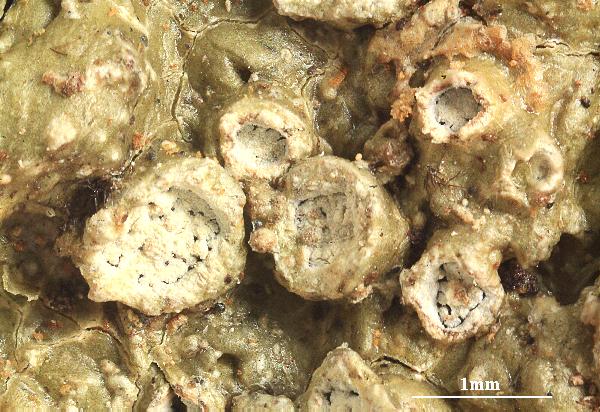 Ocellularia latilabra (Tuck.) Müll. Arg.
