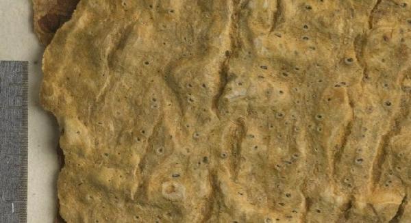 Ocellularia leucocarpoides (Nyl.) Lücking
