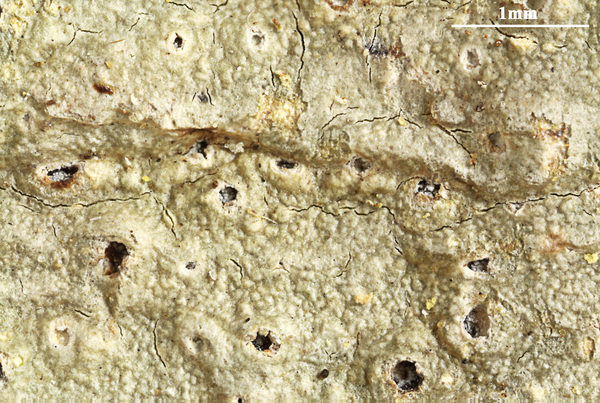 Ocellularia marmorata L.I. Ferraro, Lücking, Aptroot & M. Cáceres