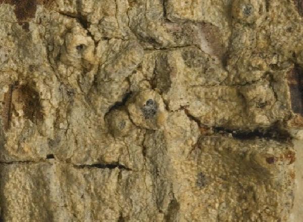 Ocellularia melanostoma (Kremp.) Kalb