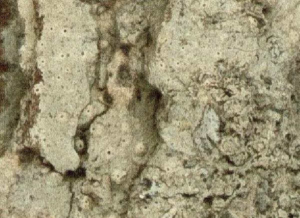 Ocellularia minarum (Vain.) Lücking, M. Cáceres & Aptroot