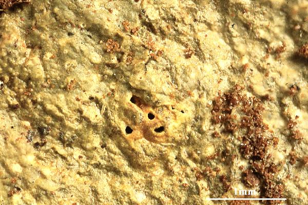 Ocellularia myriotrema M. Cáceres, Aptroot & Lücking