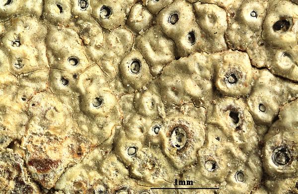 Ocellularia natashae Rivas Plata & Lücking