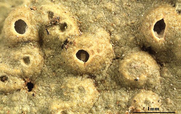 Ocellularia obturascens (Nyl.) Hale