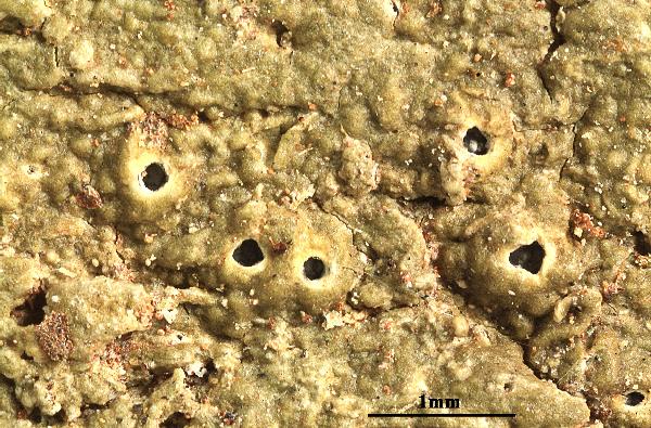 Ocellularia ornata M. Cáceres, Aptroot & Lücking