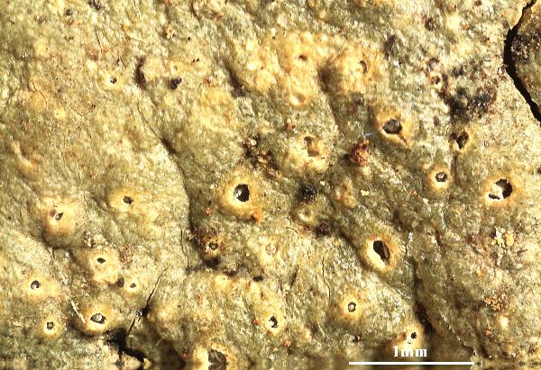 Ocellularia papillifera L.I. Ferraro, Lücking, Aptroot & M. Cáceres