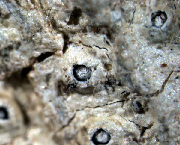 Ocellularia perforata (Leight.) Müll. Arg.