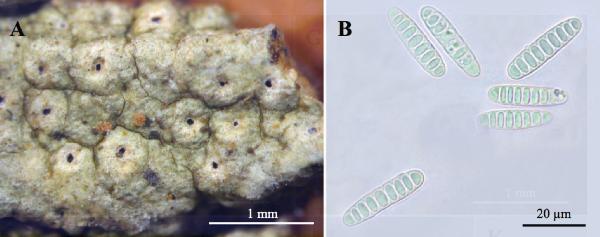 Ocellularia phatamensis Naksuwankul, Lücking & Lumbsch