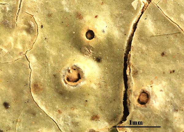 Ocellularia pluriporoides Homchant. & Coppins