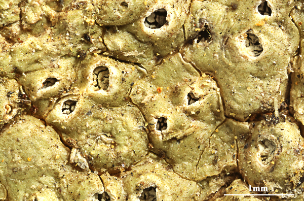 Ocellularia polydisca Redinger
