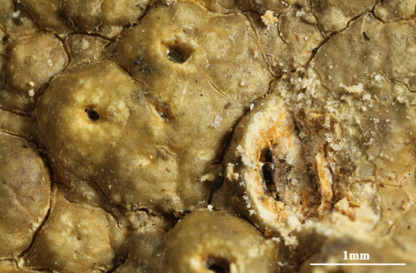 Ocellularia praestans (Müll. Arg.) Hale